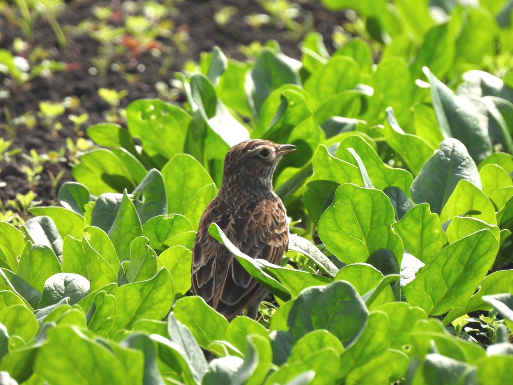 秋の畑でみつけたよ。