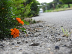 道端に咲く～♪