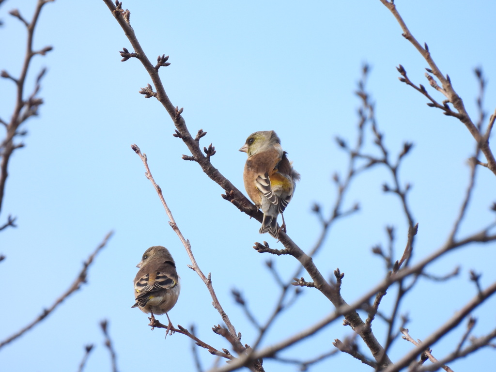 風にも負けず！