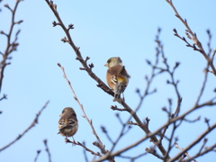 風にも負けず！