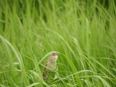 オオヨシキリさん ー１