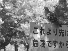 これより先は...。