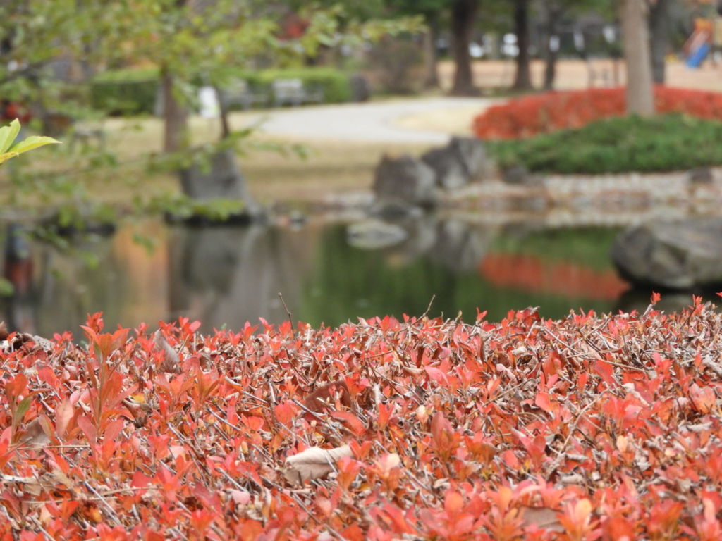 ドウダンツツジのある公園