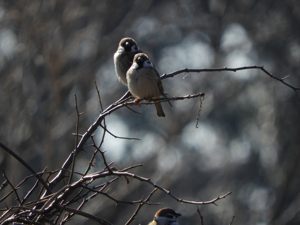 眩しい君たち・・ﾁｭﾝ♪
