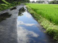 雨上がりの風景