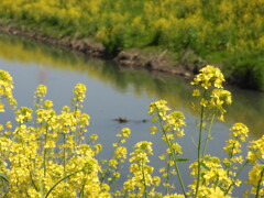 川沿いの菜の花