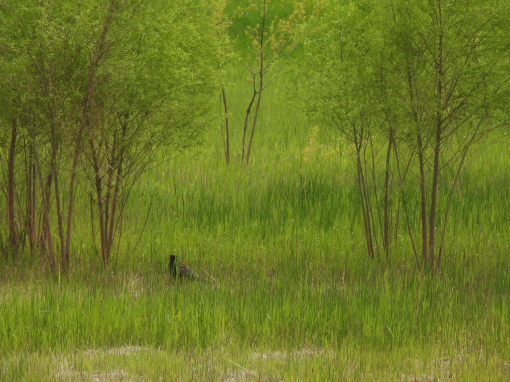 キジさんの住む風景