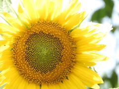 vitamin colorに癒された日