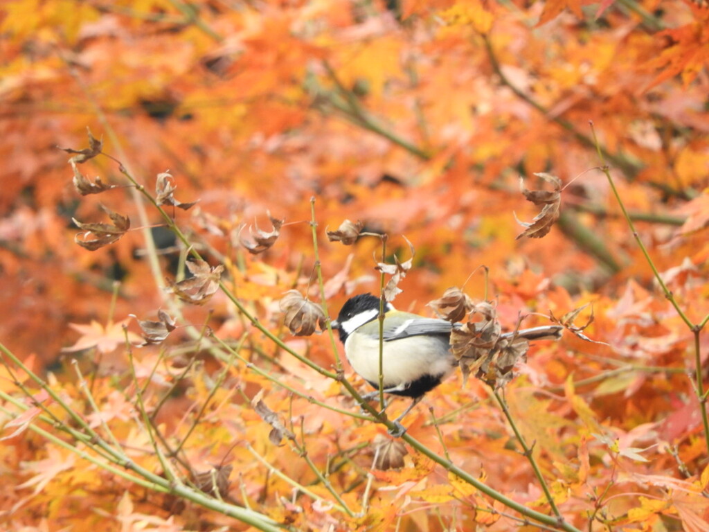 シジュウカラさんと紅葉