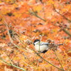 シジュウカラさんと紅葉