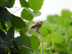 モズっこ♪