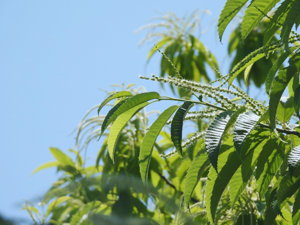 栗の花