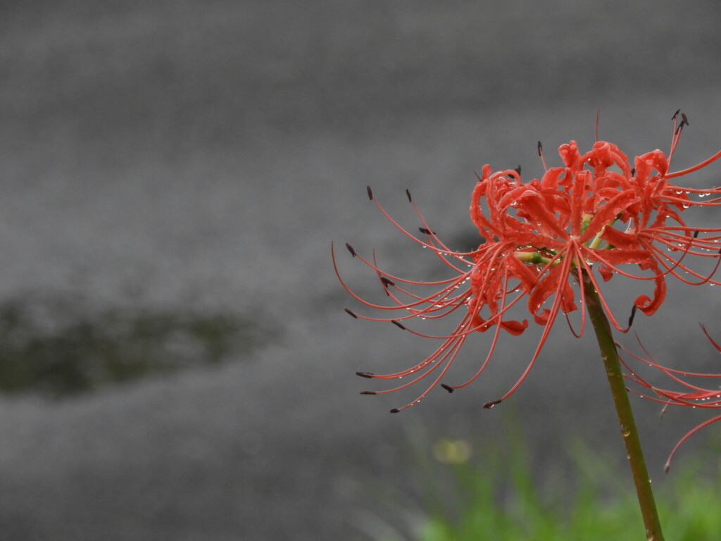 雨の彼岸花