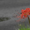 雨の彼岸花