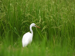 鳥・・