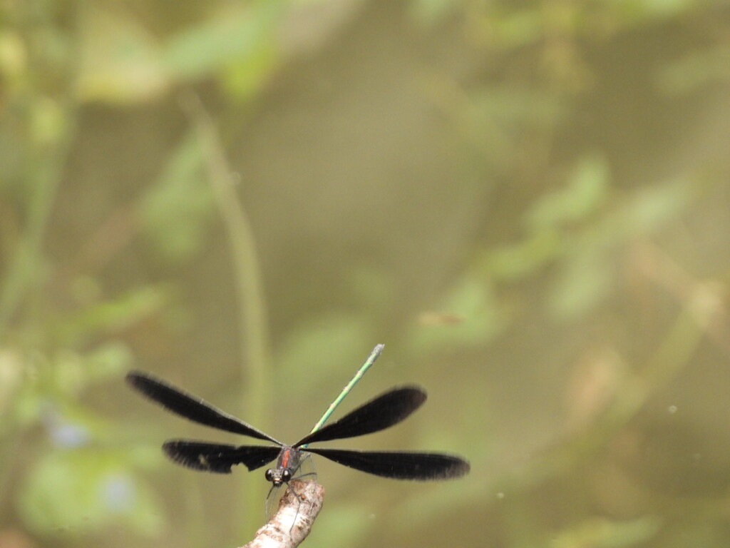 夏の終わりに。。。