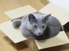 この箱が好きニャン(=^ェ^=)♪