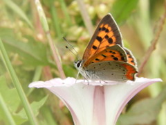 私の舞台は花の上