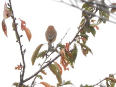 紅葉のお手伝い・・⌒(ё)⌒