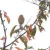 紅葉のお手伝い・・⌒(ё)⌒