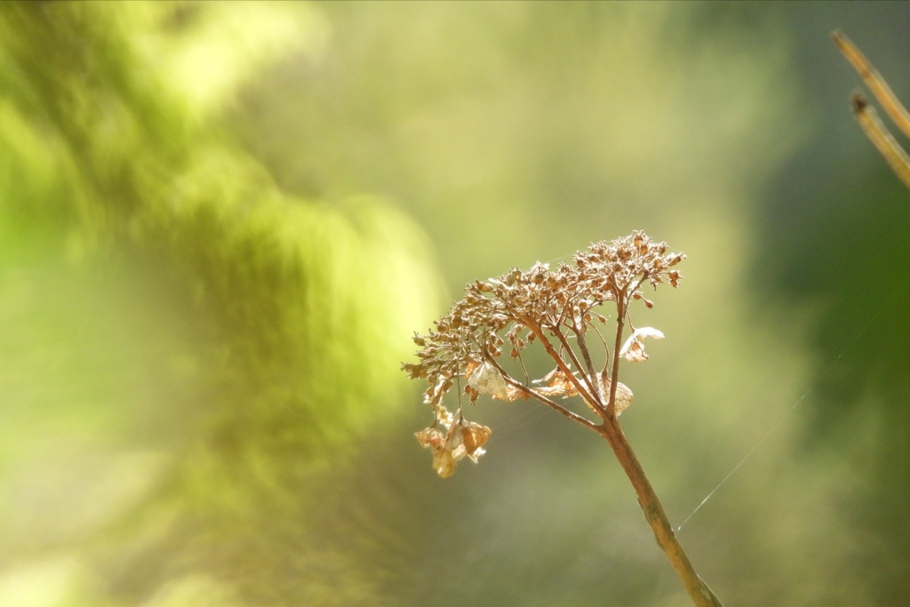 もう一花咲かせてください...。