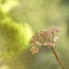 もう一花咲かせてください...。