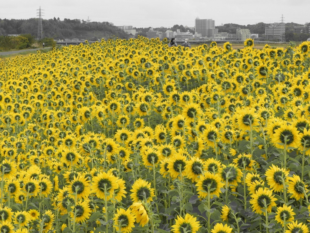 秋のひまわり