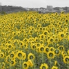 秋のひまわり