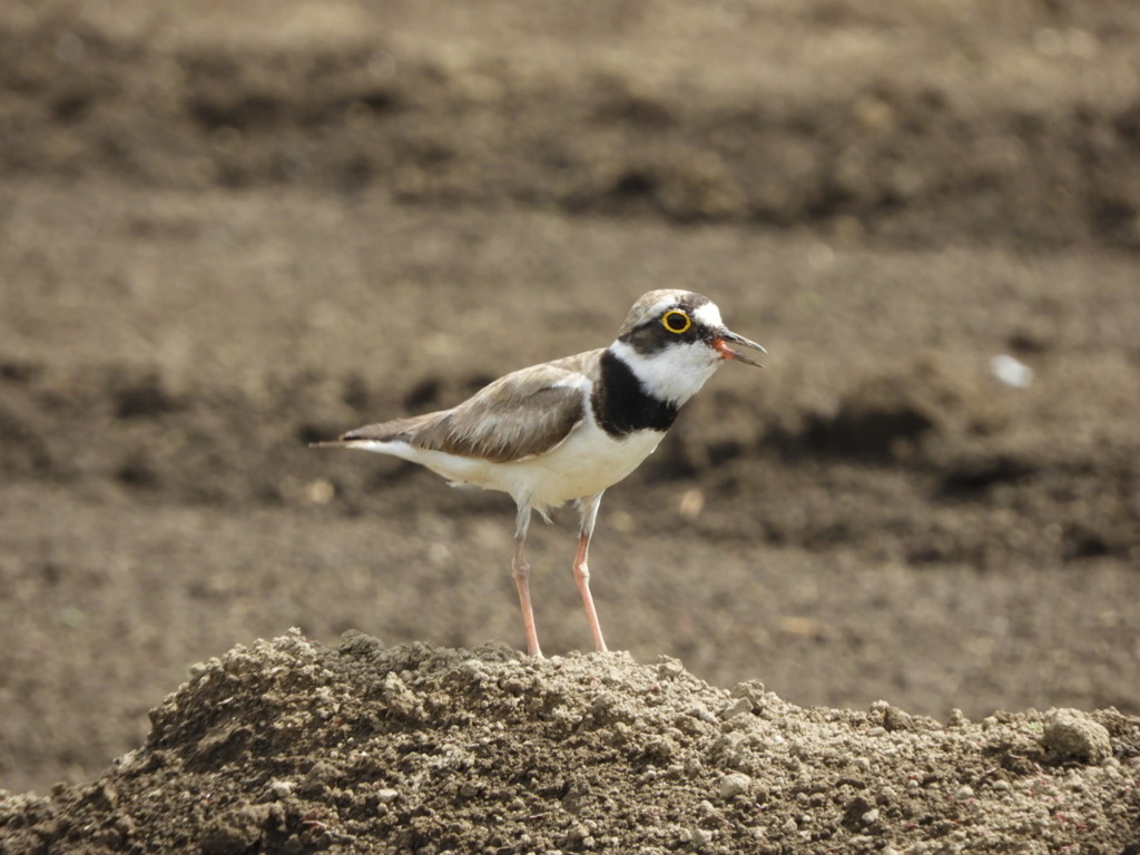 コチドリさん ①