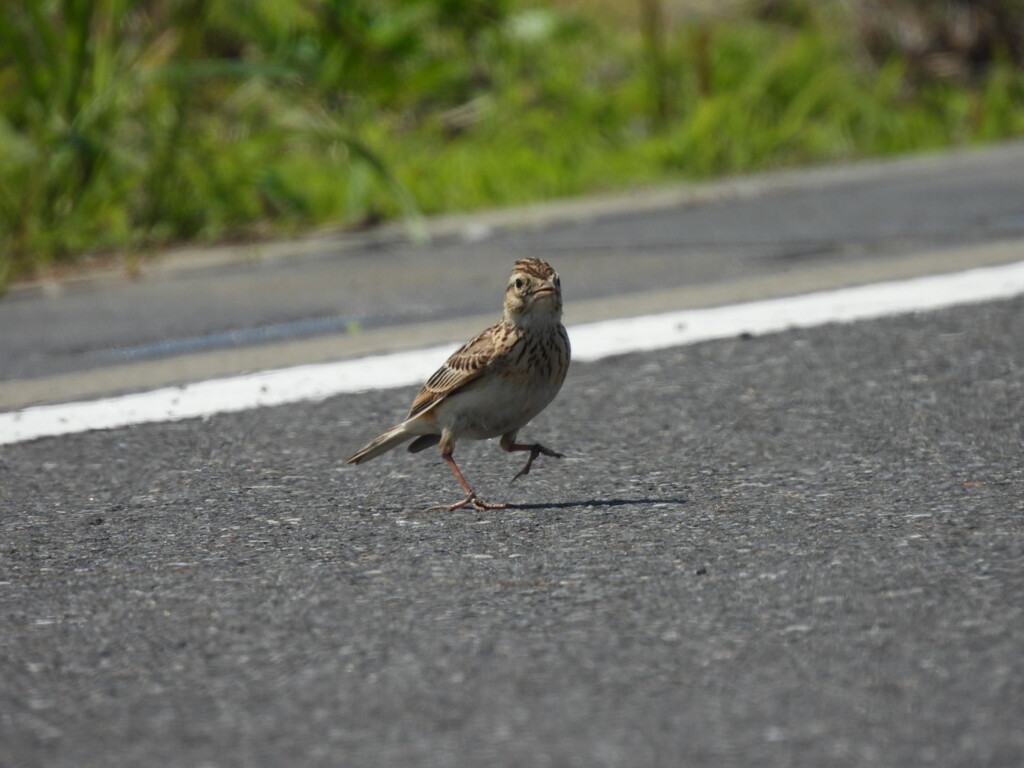 手を上げて横断歩道を渡りましょ♪(笑)