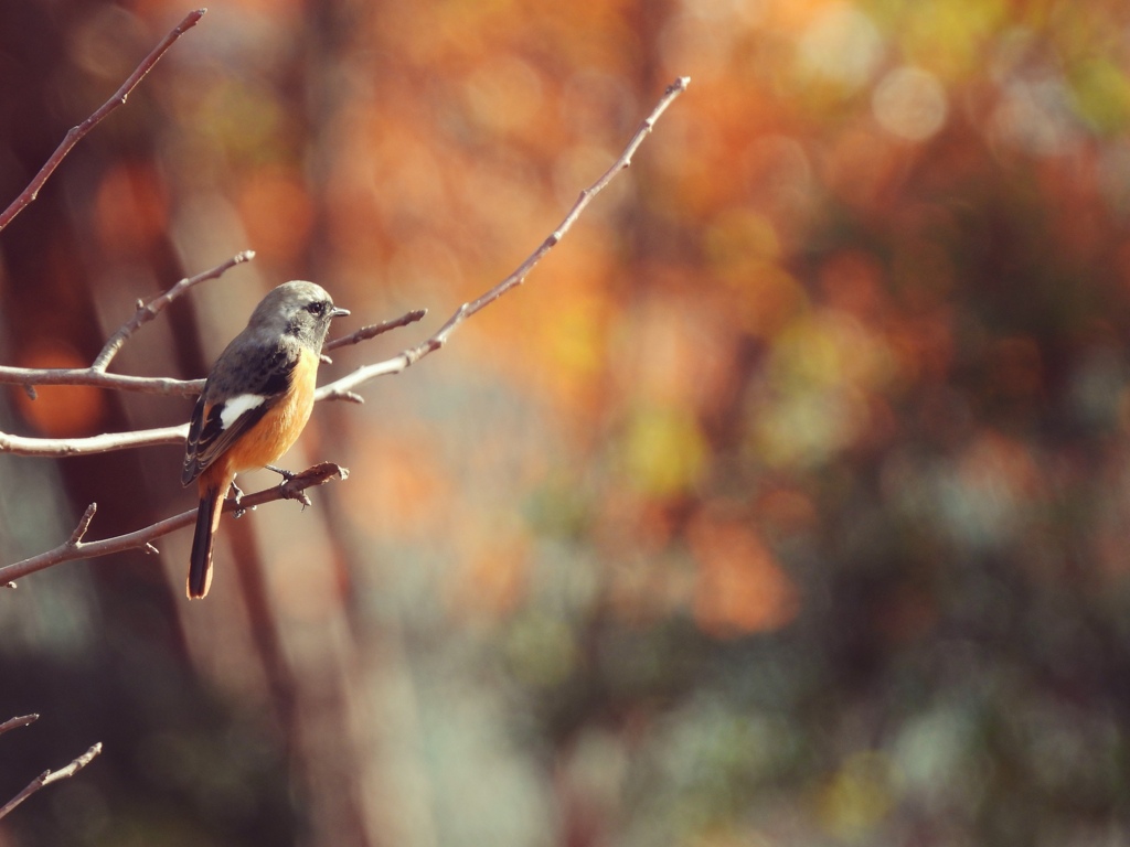 秋色に染まって