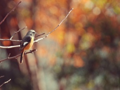 秋色に染まって