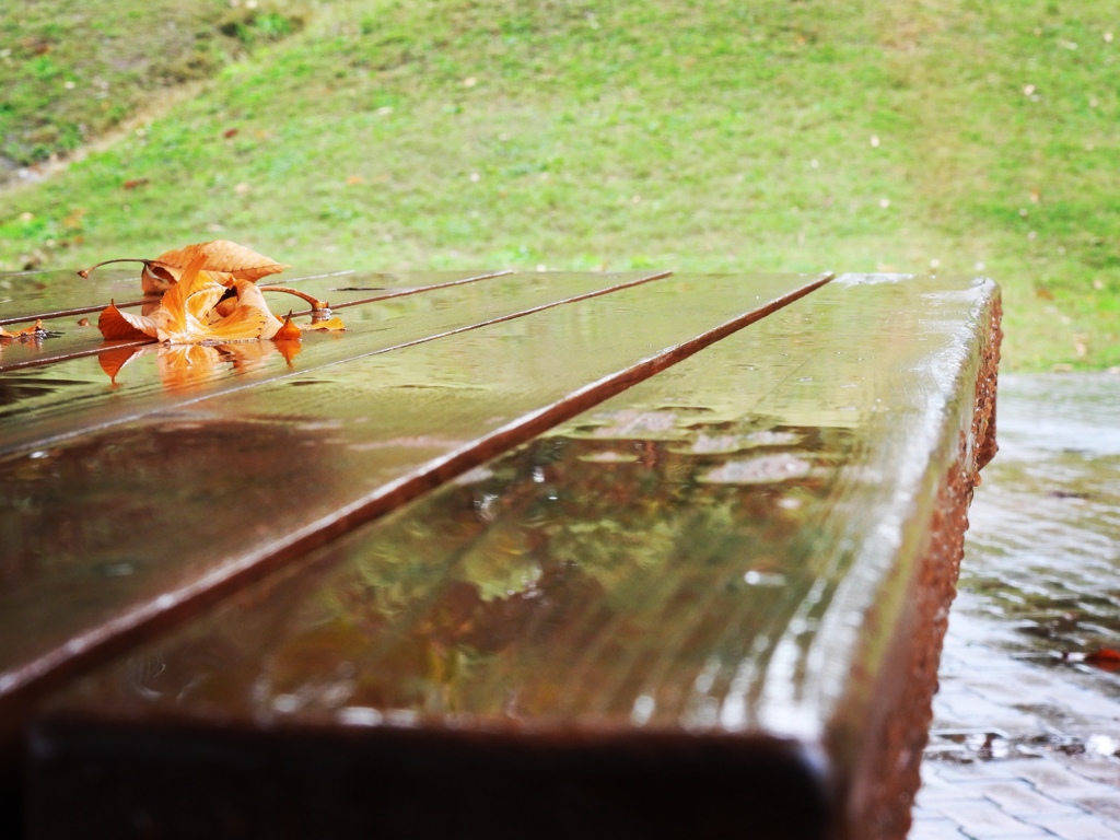 公園の小さな秋...♪