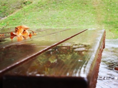 公園の小さな秋...♪