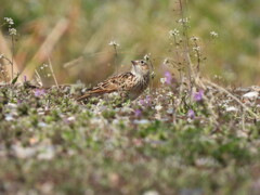 野の花に囲まれて～♪