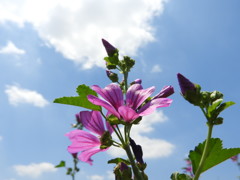 青空に向かって