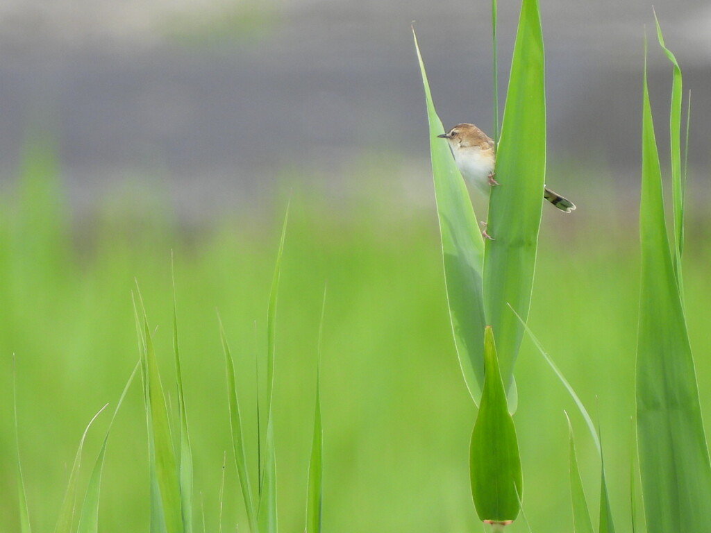 君に逢いたくて～♪