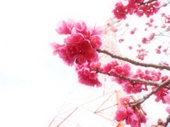寒緋桜