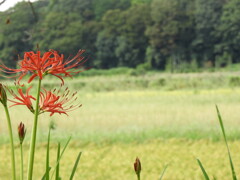田んぼと彼岸花
