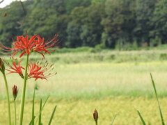 田んぼと彼岸花