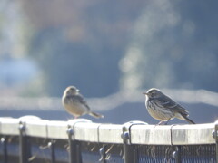 タヒバリさん