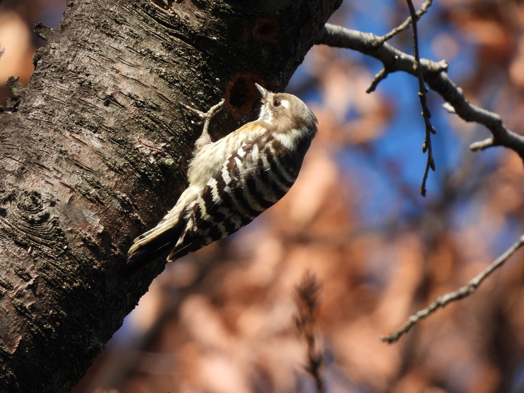 ただいま工事中よ！