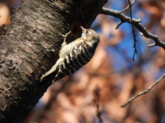 ただいま工事中よ！