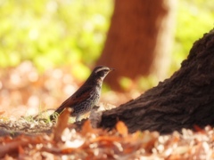 こっち♪こっちだよ^^