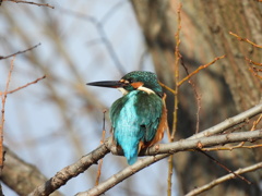 輝くカワちゃん