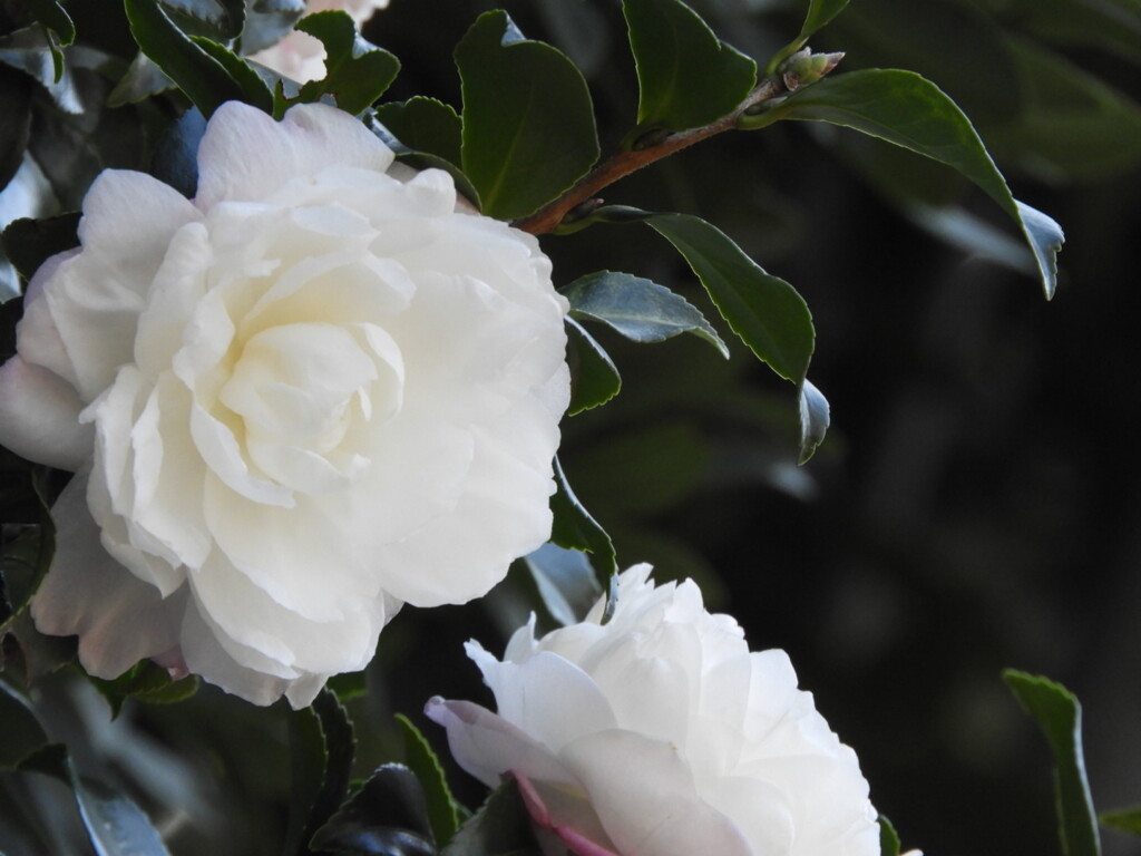 美白の山茶花