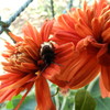 お花 おいしい？