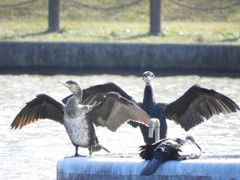 カワウ３兄弟⌒(ё)⌒