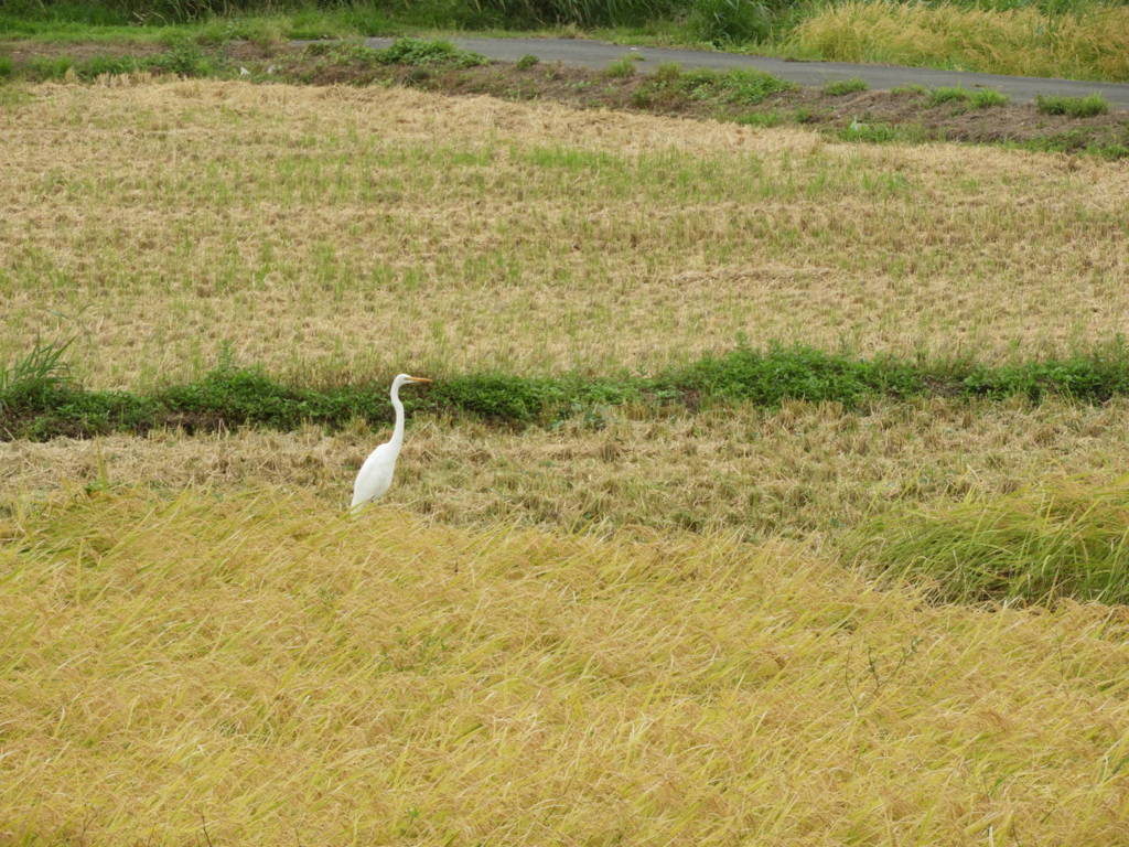 稲刈り 手伝ってます⌒(ё)⌒