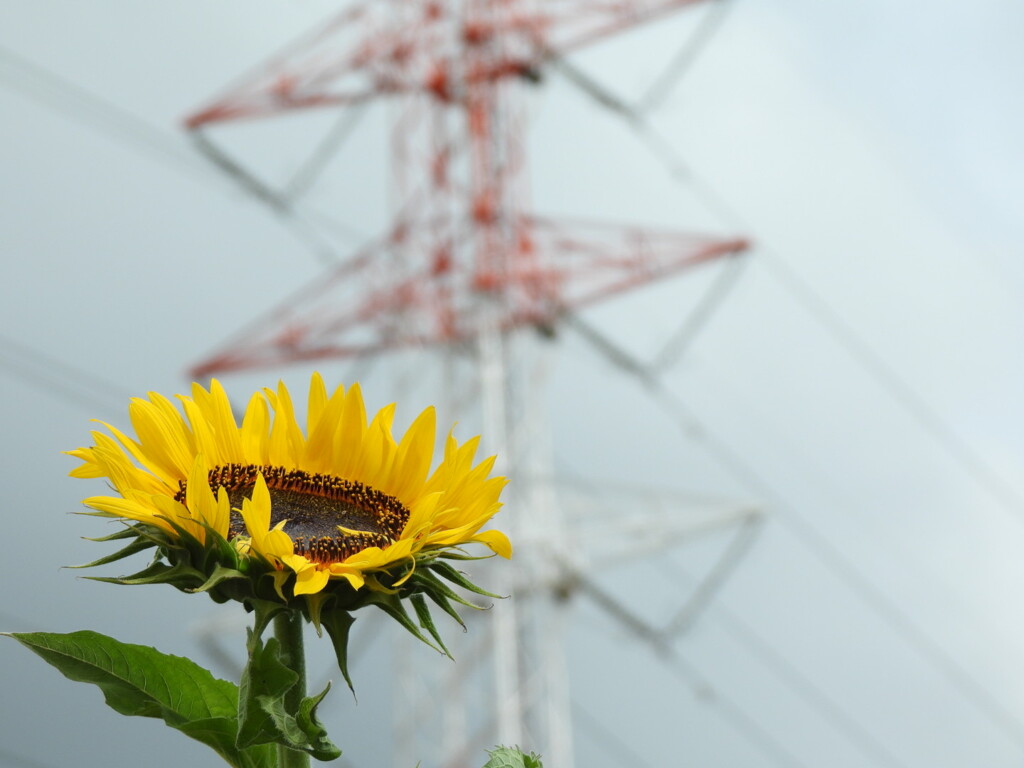 ひまわり